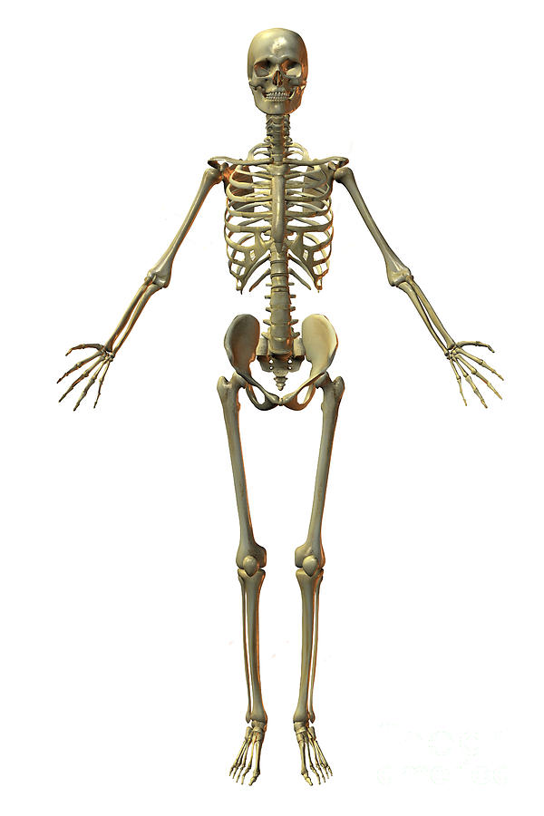 Human Skeleton #1 Photograph by Scott Camazine