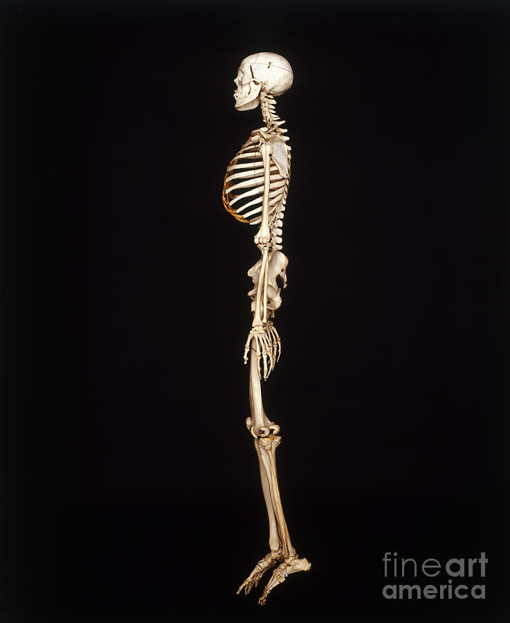 Human Skeleton, Side View Photograph by John Davis / Dorling Kindersley