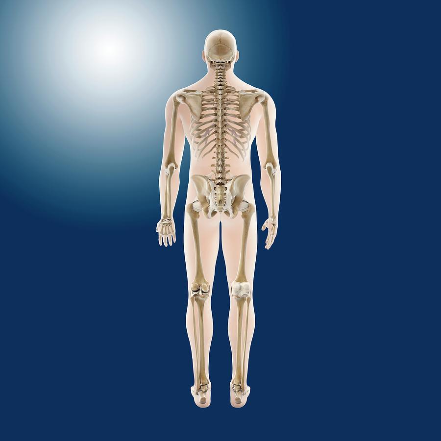 Human Skeleton #1 Photograph by Springer Medizin