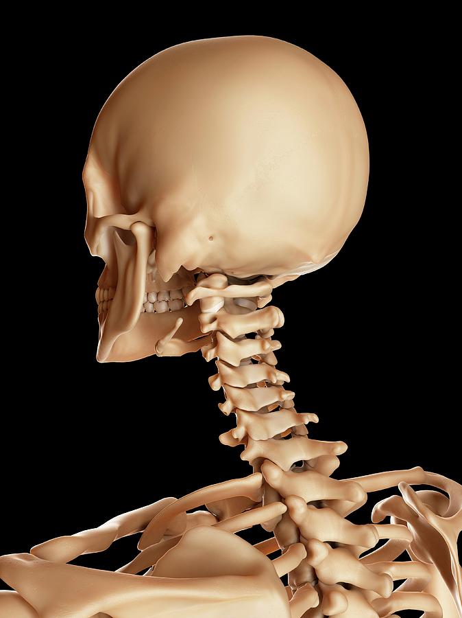 Шейный отдел кости скелета. Шейные позвонки скелет. Череп с позвоночником. Скелет головы и шеи.