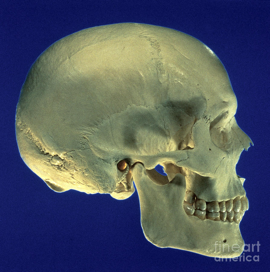 Human Skull #1 Photograph by David Bassett