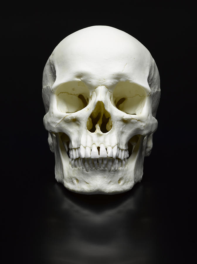 Human Skull on Black #1 Photograph by Jeffrey Coolidge