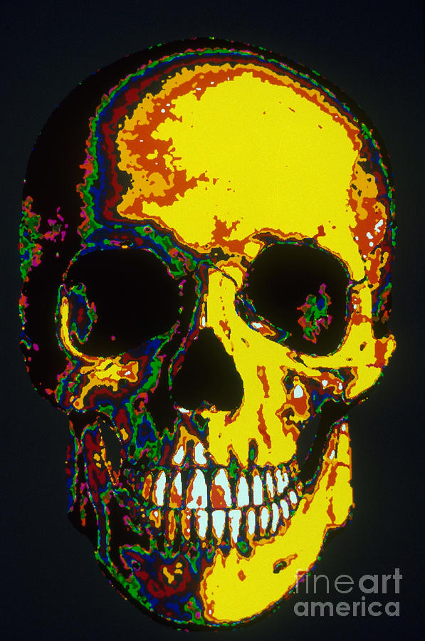 Human Skull #1 Photograph by Scott Camazine
