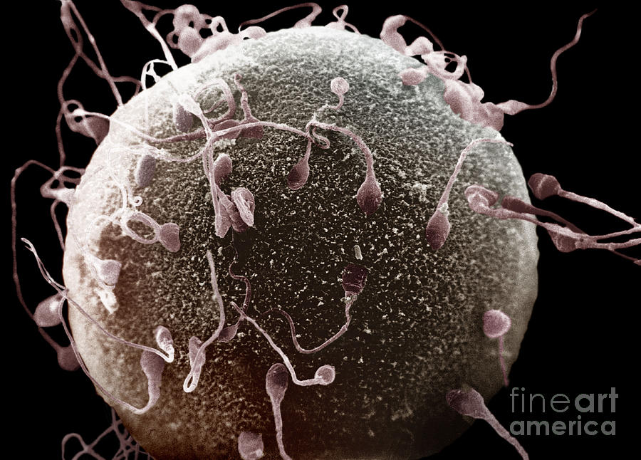 Egg Photograph - Human Sperm And Egg #1 by David M. Phillips