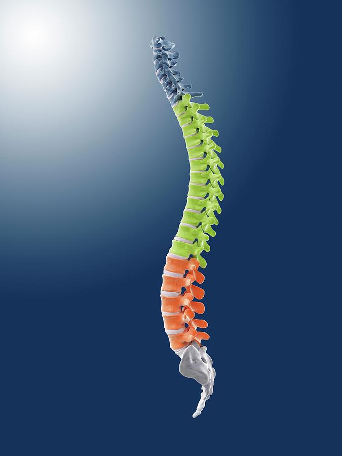 Human Spine Photograph by Springer Medizin/science Photo Library