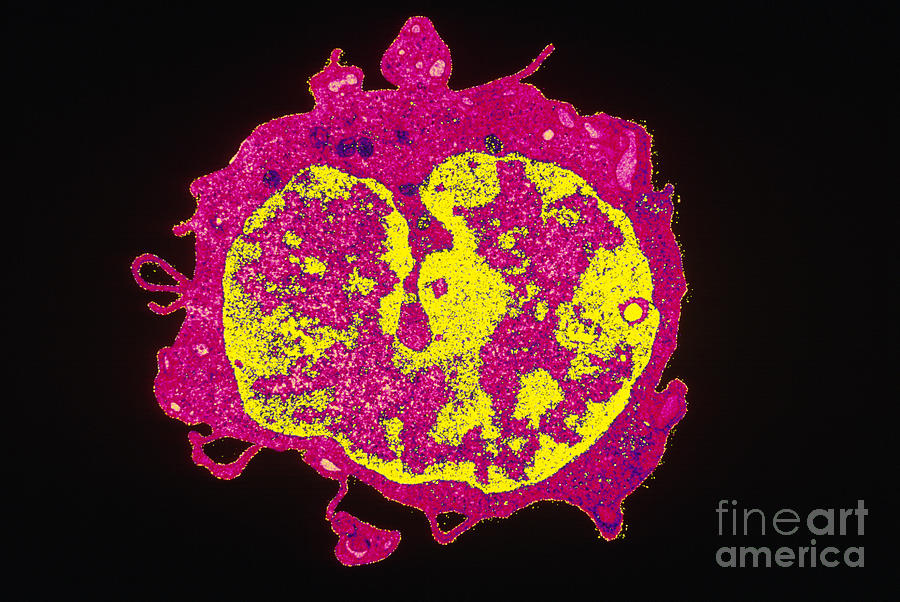 Human T-lymphocyte #1 Photograph by David M. Phillips