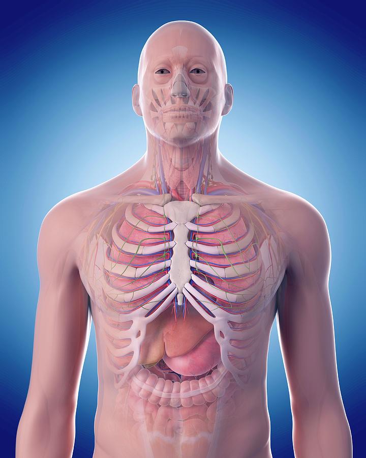 Human Thorax Anatomy Photograph by Sebastian Kaulitzki/science Photo ...