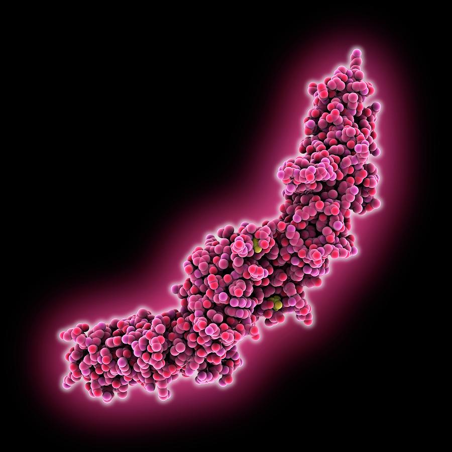 Biochemical Photograph - Human Tissue Factor Molecule #1 by Laguna Design