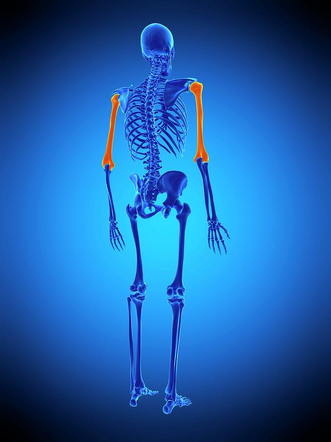Humerus Bones #1 Photograph by Sebastian Kaulitzki/science Photo Library