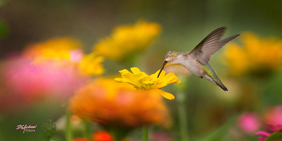 Bird Photograph - Hummer on Zinnia #1 by Don Anderson