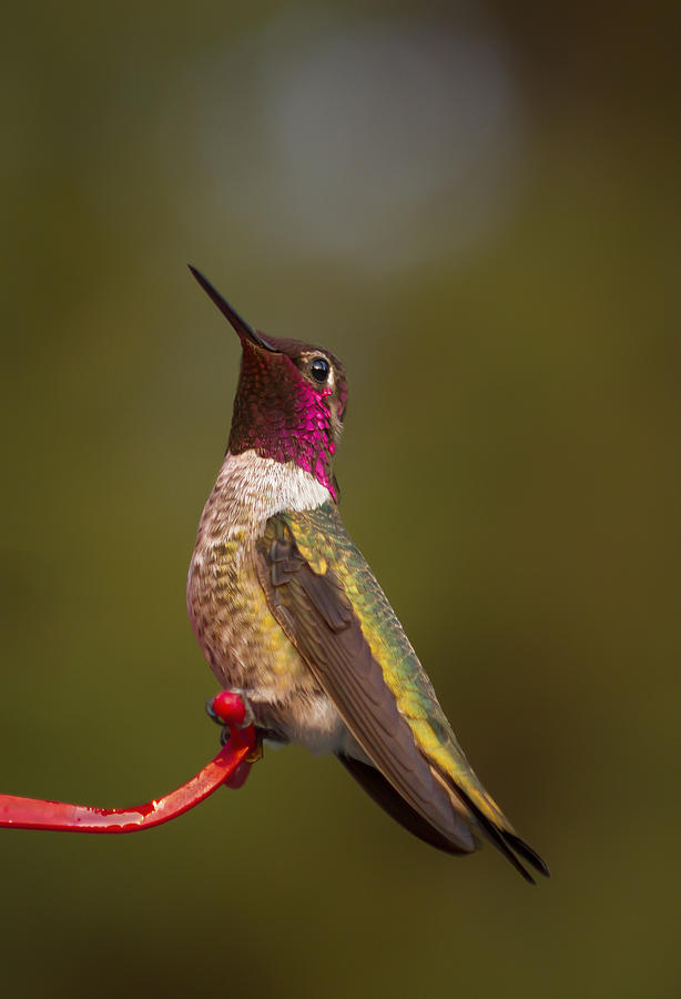 Hummingbird Photograph by Jean Noren