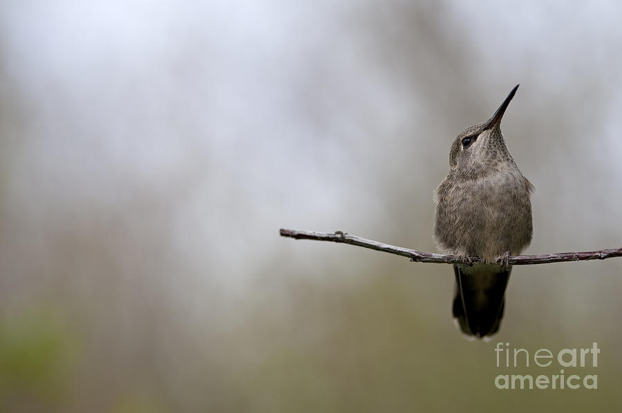 Humming bird #1 Photograph by Jim Corwin