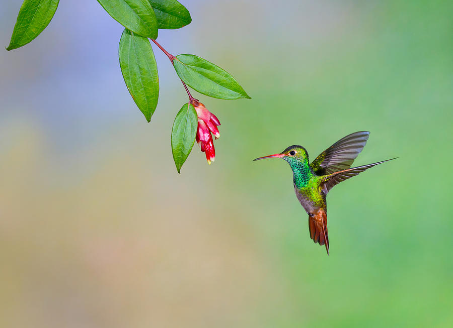 Hummingbird , Rufous-tailed #1 Photograph by KenCanning