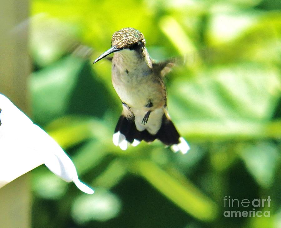 Hummingbird 1 2014 Photograph by Judy Via-Wolff