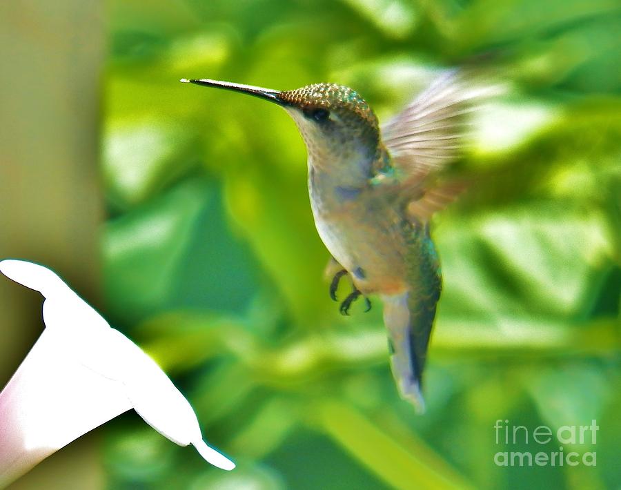 Hummingbird 2 2014 Photograph by Judy Via-Wolff