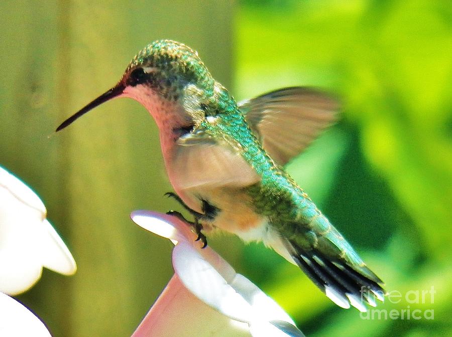 Hummingbird 3 2014 Photograph by Judy Via-Wolff