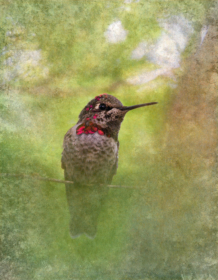 Hummingbird Photograph - Hummingbird  #1 by Angie Vogel