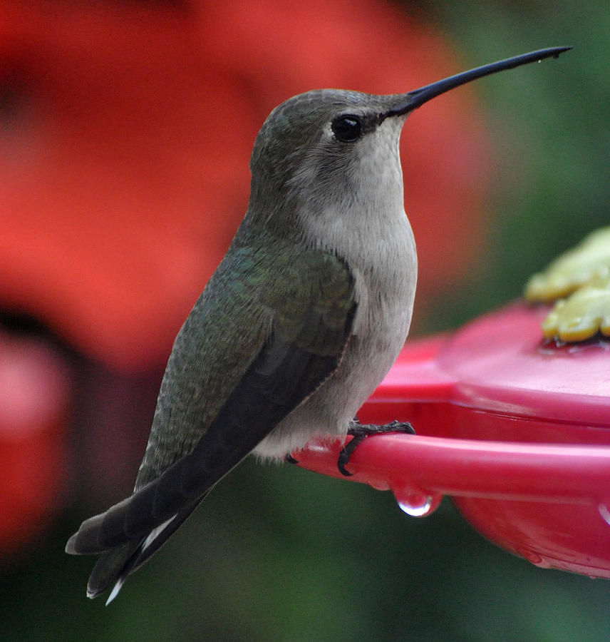 Hummingbird Annas On Perch #1 Photograph by Jay Milo