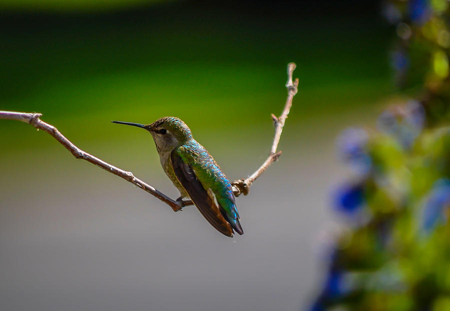 Hummingbird #1 Photograph by Asif Islam