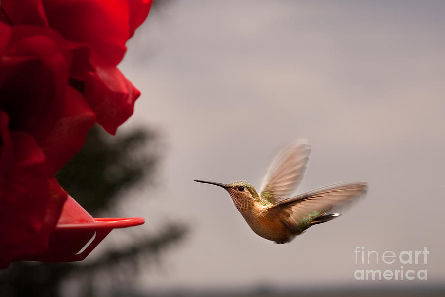 Hummingbird at Feeder #1 Photograph by Cindy Singleton