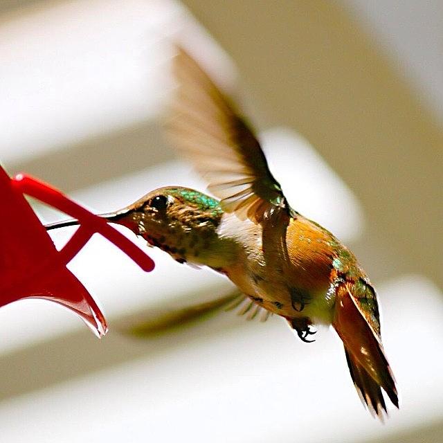 Nature Photograph - #hummingbird #bird #nature #1 by Mark Jackson