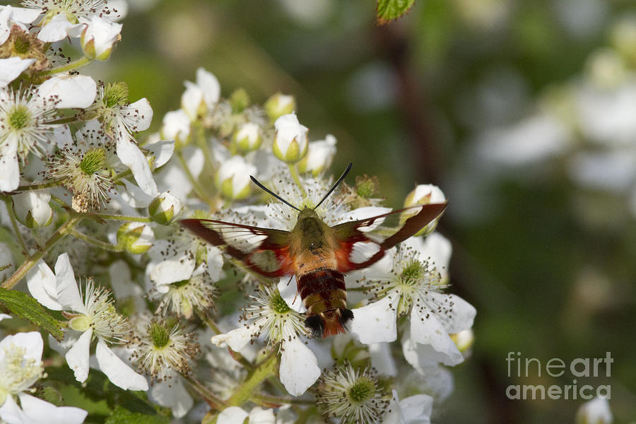 Nature Photograph - Hummingbird Clearwing Moth #4 by Linda Freshwaters Arndt