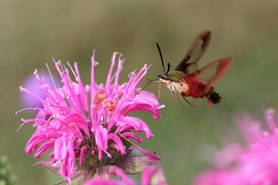 Hummingbird Clearwing Moth #2 Photograph by Lucinda VanVleck