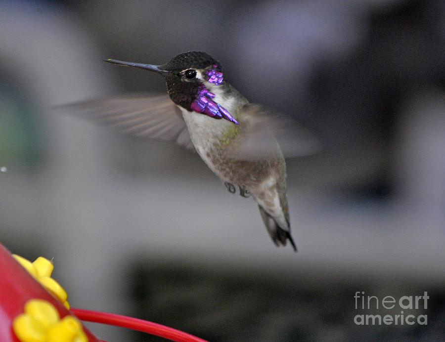 Hummingbird Costa In Flight #2 Photograph by Jay Milo