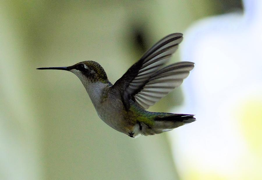 Hummingbird #1 Photograph by Bonfire Photography