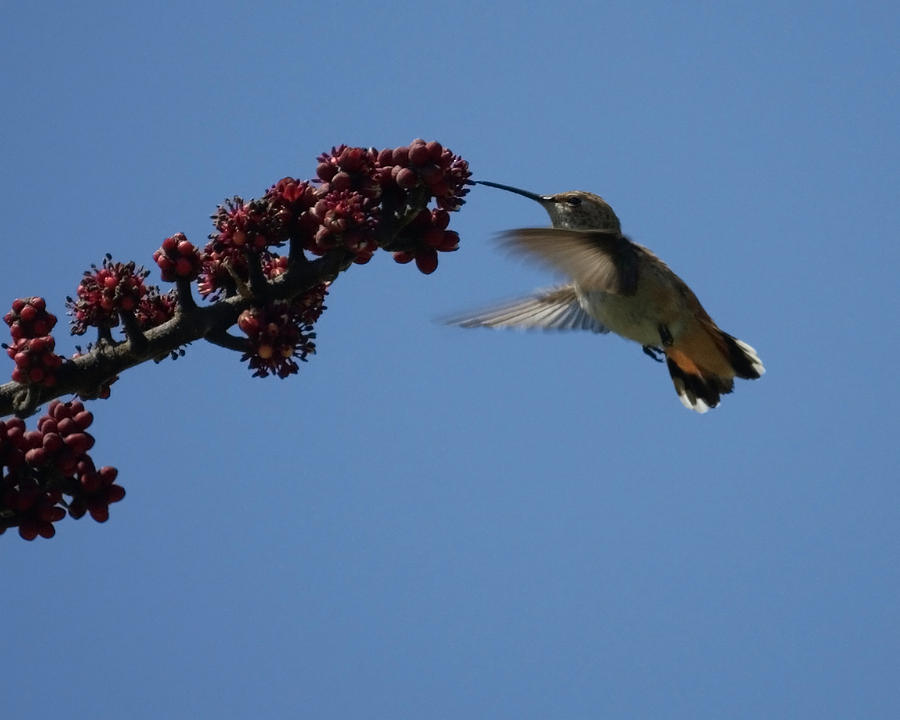 Hummingbird #1 Photograph by Ernest Echols