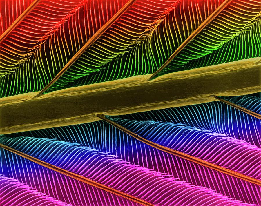 Hummingbird Feather Shaft #1 Photograph by Dennis Kunkel Microscopy/science Photo Library