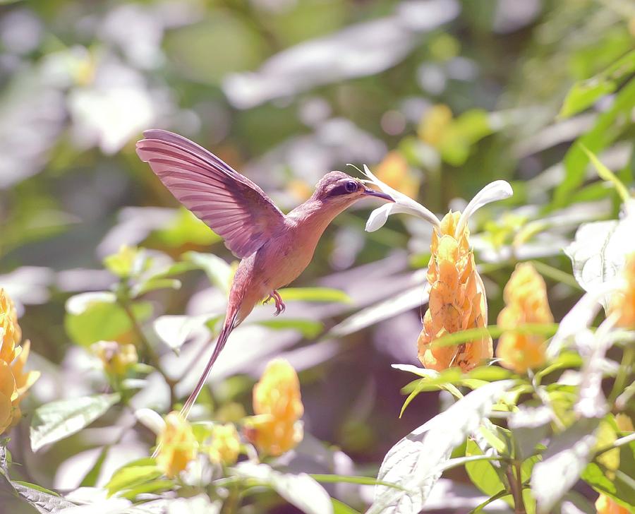 Hummingbird Feeding #1 Photograph by Ktsdesign/science Photo Library