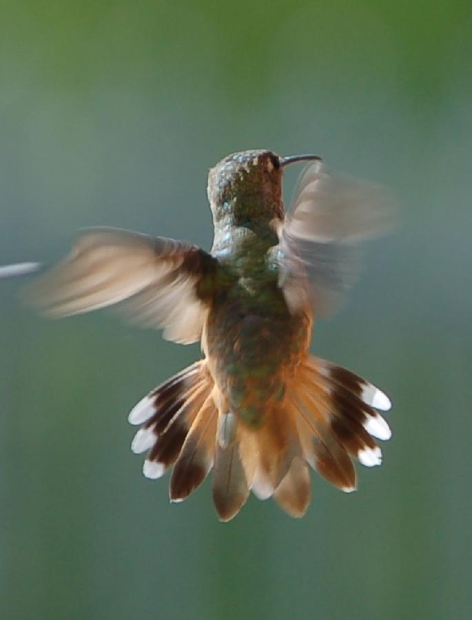Hummingbird Hovering  Photograph by Linda Brody