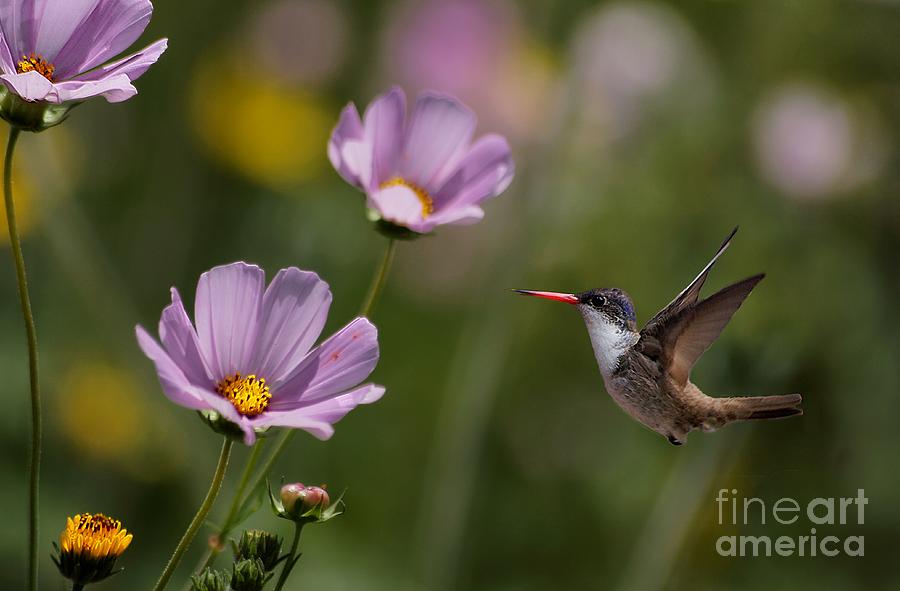 Hummingbird Photograph - Hummingbird In The Cosmos #1 by John  Kolenberg