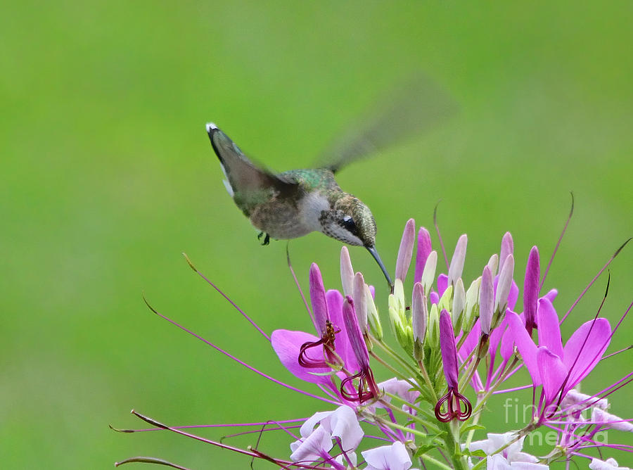 Hummingbird #2 Photograph by Jack Schultz