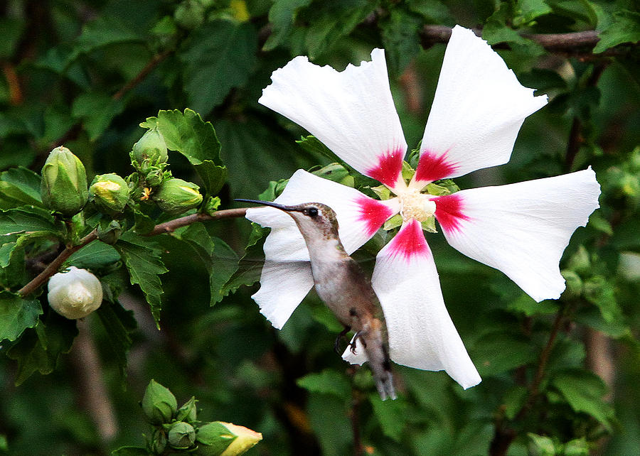 Hummingbird #1 Photograph by John Freidenberg