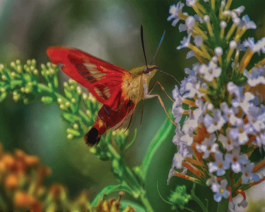 Hummingbird Moth Photograph by Melinda Dreyer