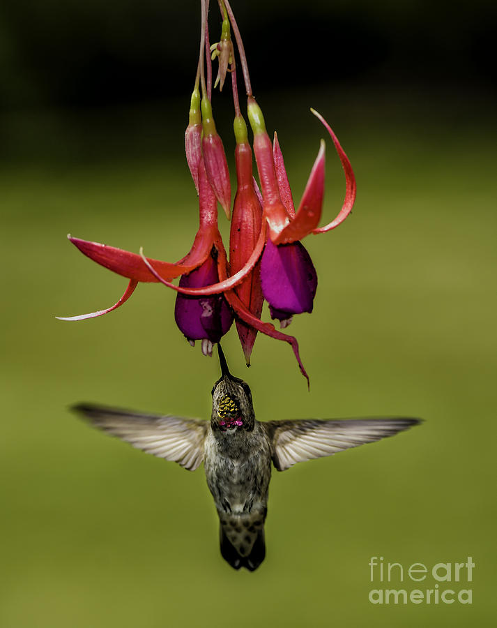 Hummingbird #2 Photograph by Peter Dang