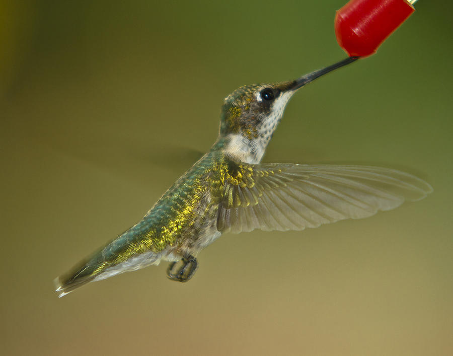Hummingbird #1 Photograph by Robert L Jackson
