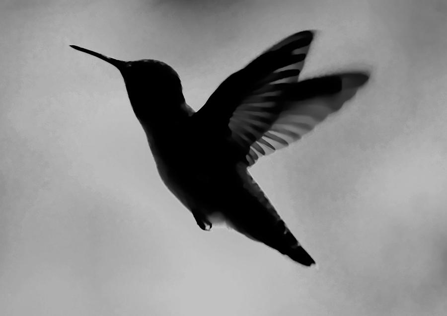 Hummingbird Silhouette Photograph by Teresa Herlinger