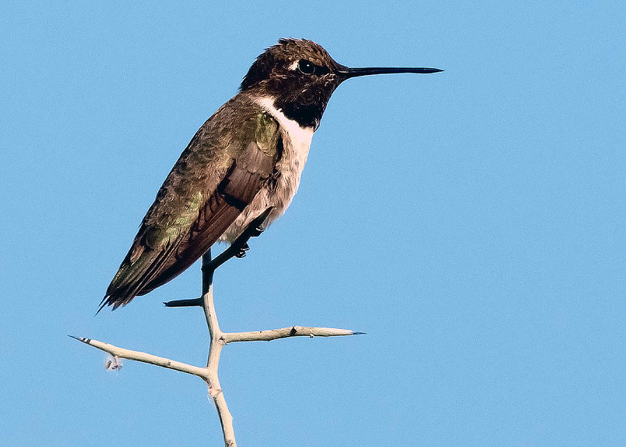 Hummingbird #22 Photograph by Tam Ryan