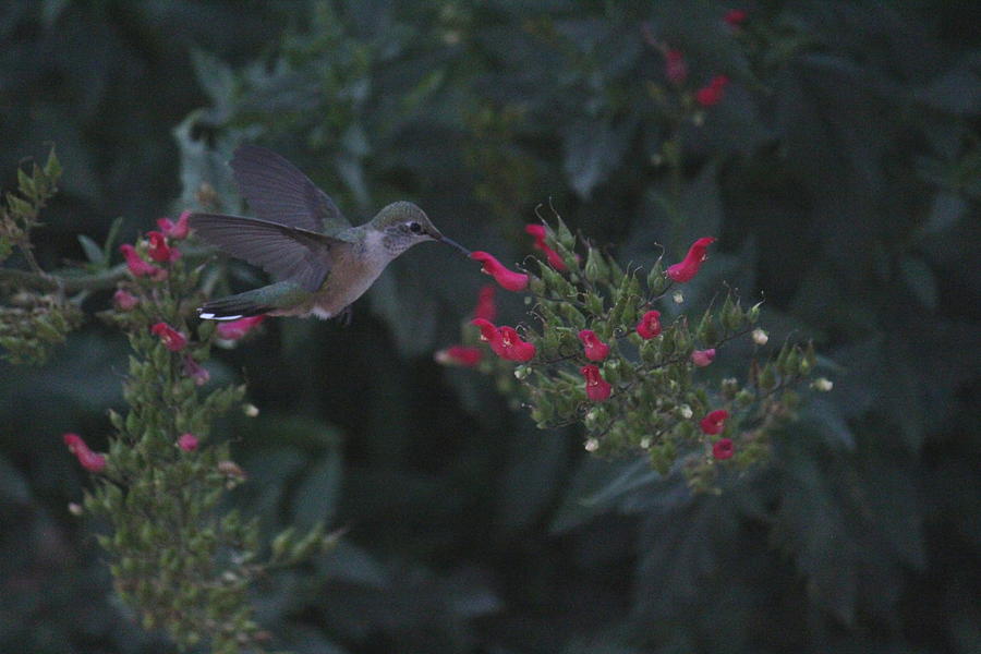 Hummingbird #1 Photograph by Trent Mallett