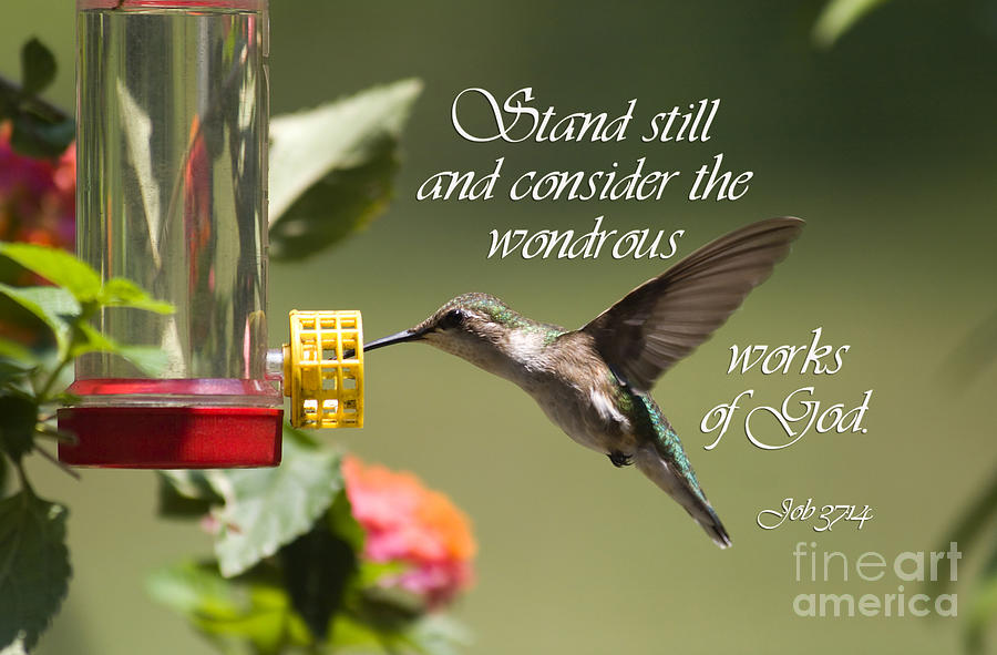 Hummingbird With Scripture Photograph