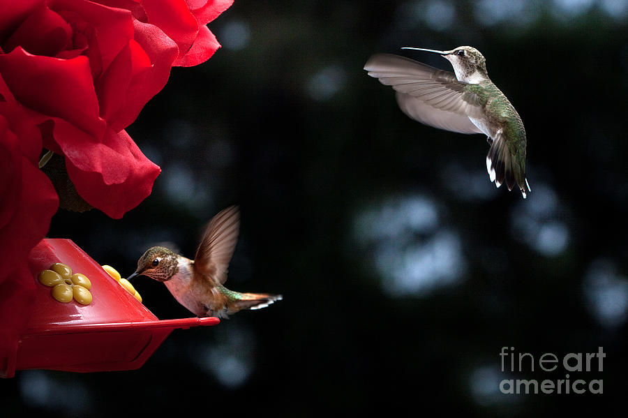 Hummingbirds at Feeder #1 Photograph by Cindy Singleton