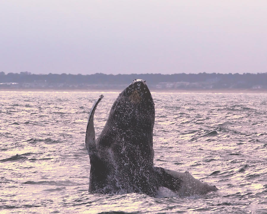 Sunset Photograph - Humpback #1 by Pete Federico Sunset Photograph - Humpback #1 by Pete Federico