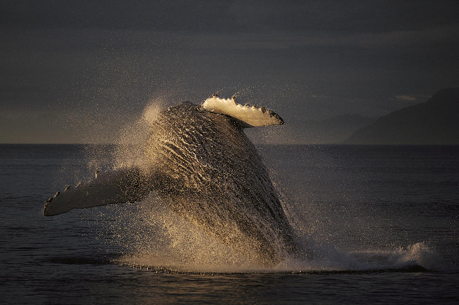Humpback Whale Breaching Alaska Photograph by Hiroya Minakuchi