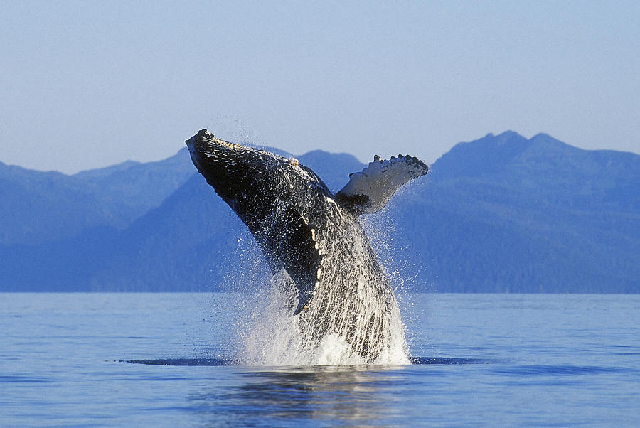 Humpback Whale Breaching In Inside Photograph by John Hyde - Fine Art ...