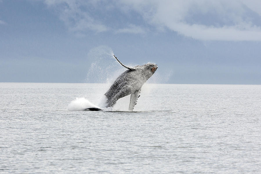 Humpback Whale Breaching #1 Photograph by M. Watson