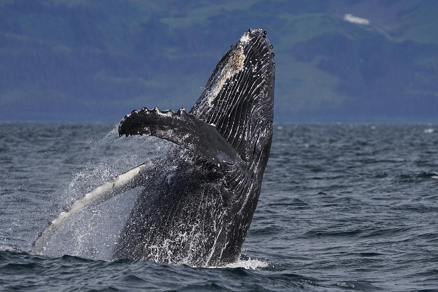 Humpback Whale Breaching Prince William #1 Photograph by Hiroya Minakuchi