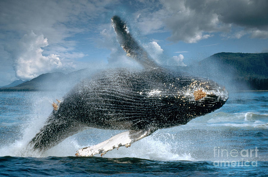 Humpback Whale Breaching #1 Photograph by Ron Sanford